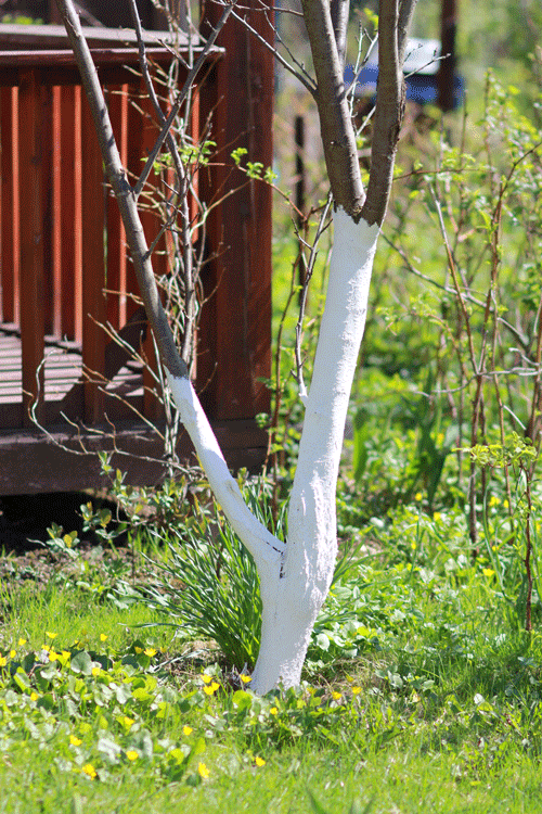 Blanc arboricole sur les troncs: nos conseils